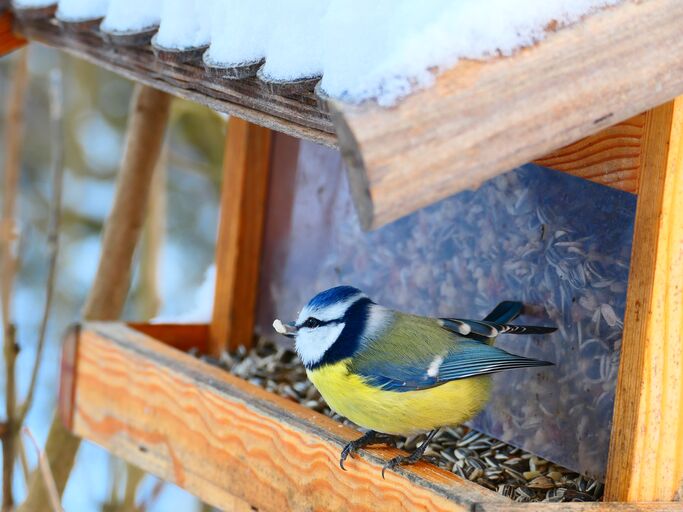 Eine Blaumeise auf einem Futterhäuschen mit einem Sonnenblumenkern im Schnabel.