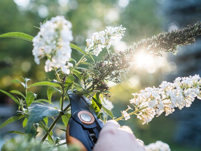 Ein weißer Schmetterlingsflieder, der gerade mit einer orange-schwarzen Gartenschere geschnitten wird.