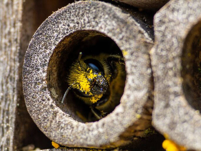 Eine Biene mit Pollen auf dem Gesicht, wie sie aus einem Röhrchen hinausschaut.