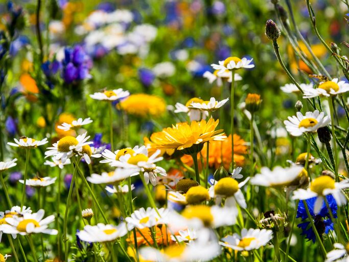 Farbenfrohe Blumenwiese in Nahaufnahme