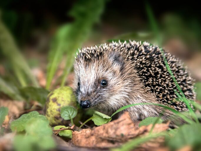 Igel auf Laub im Wald 