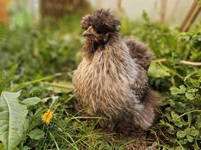 Ein grau-schwarzes Seidenhuhn das in einer Löwenzahn-Wiese sitzt.