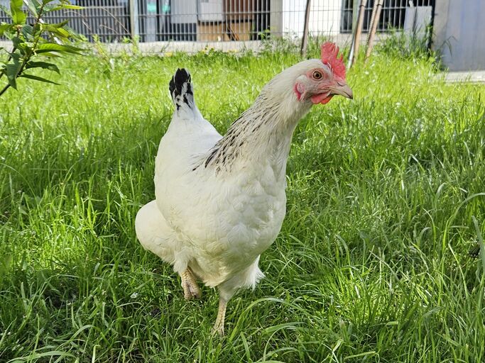 Ein weißes Sussex-Huhn auf einer Wiese. | © Mattias Nemeth