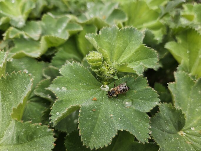 Einen Bienen-Drohn (also männliches Exemplar) auf einem Frauenmantelblatt mit vielen Tropfen