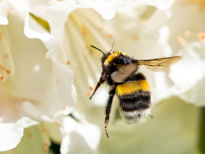 Hummel fliegt zu weißer Blüte