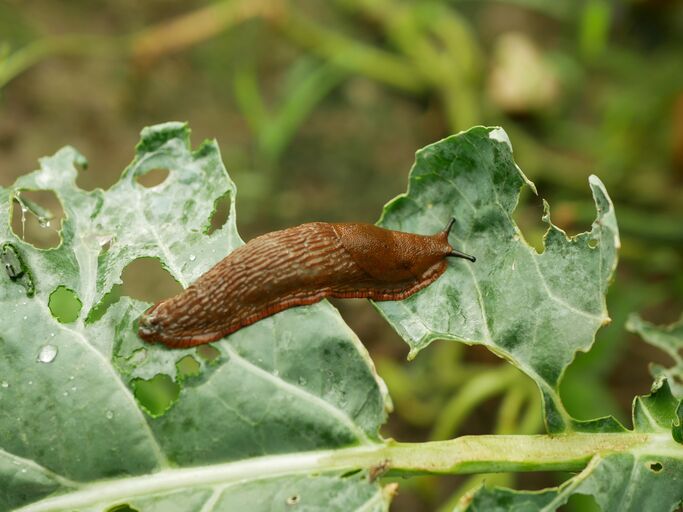 Schnecke auf einem grünen Pflanzenblatt