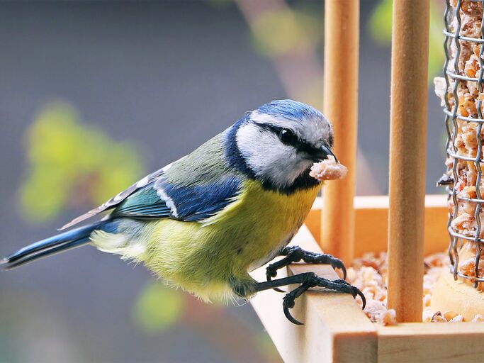 Bunter Vogel am Futternapf