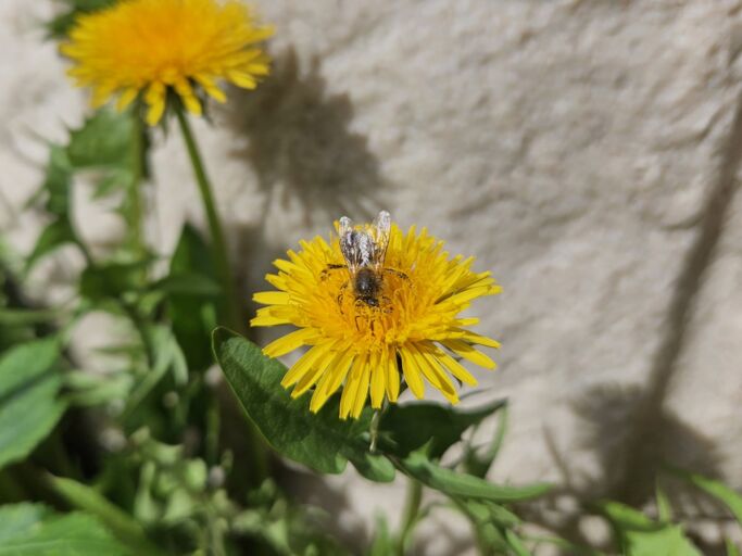 Eine Biene sammelt Nektar auf einer gelben Löwenzahnblüte vor einer hellen Steinwand im Sonnenschein.