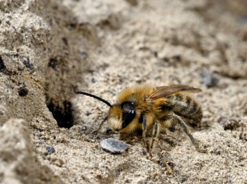 Nahaufnahme einer pelzigen Biene mit großen schwarzen Augen, die auf sandigem Untergrund vor einem Erdloch steht.