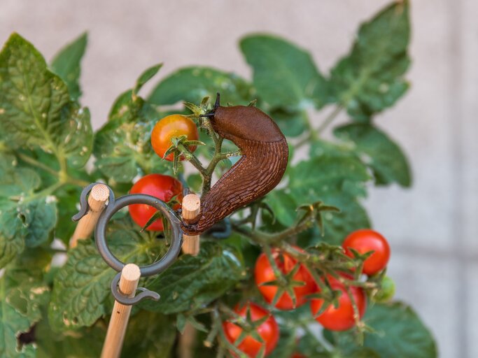 Eine braune Schnecke kriecht auf einem Tomatenzweig mit roten und grünen Tomaten in einem Garten.