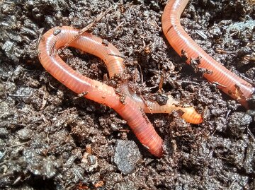Zwei rosafarbene Kompostwürmer winden sich durch feuchte, dunkle Erde im Sonnenlicht.