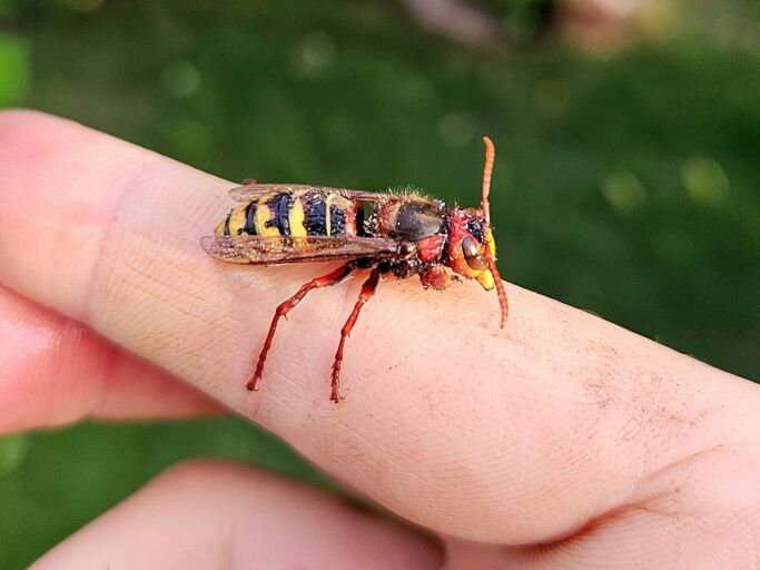 Eine Hornisse sitzt auf einem ausgestreckten Finger, im Hintergrund unscharfes grünes Laub.