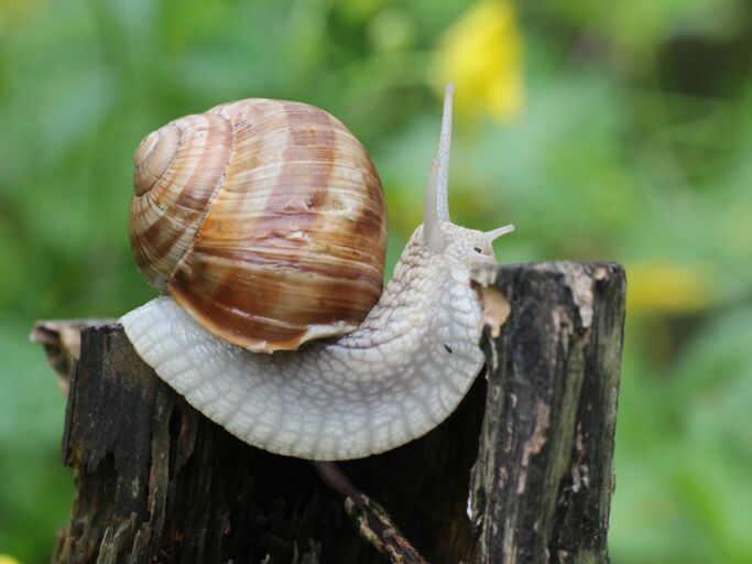 Nahaufnahme von einer Weinbergschnecke auf Baumstamm.