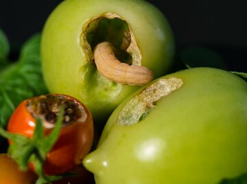 Eine Raupe der Gemüseeule verlässt eine grüne Tomate, während daneben weitere angefressene Tomaten die auf grünen Blättern liegen.