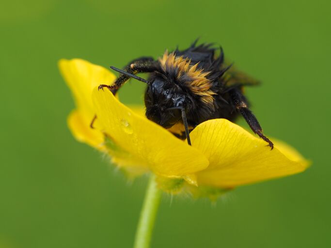 Nahaufnahme einer nassen Hummel auf einer gelben Blume vor unscharfem grünem Hintergrund.