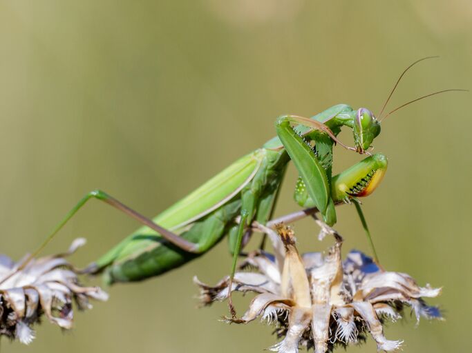 Eine grüne Gottesanbeterin sitzt auf einer vertrockneten Blüte einer Silberdistel, der Hintergrund ist unscharf.