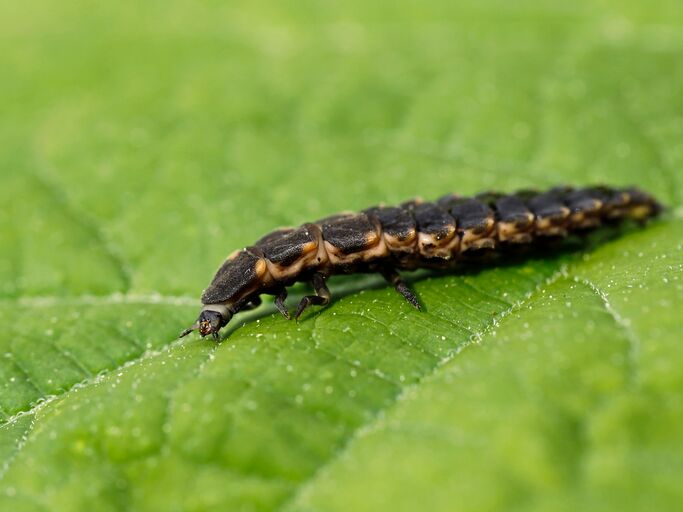 Glühwürmchen auf einem Blatt. | © AdobeStock/Andreas