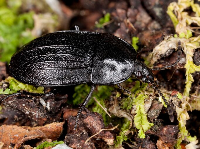 Schwarzer Schneckenjäger in Nahaufnahme. | © AdobeStock/Henrik Larsson