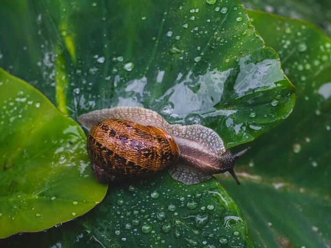 Schnecke auf einem nassen Blatt.