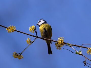 Eine Blaumeise sitzt auf einem blühenden Ast der Kornelkirsche mit gelben Blüten vor klarem, tiefblauem Himmel.