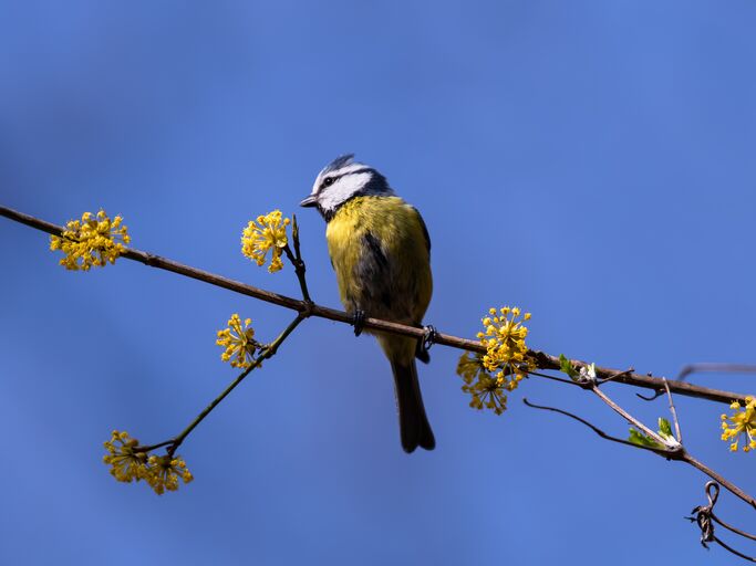 Eine Blaumeise sitzt auf einem blühenden Ast der Kornelkirsche mit gelben Blüten vor klarem, tiefblauem Himmel.