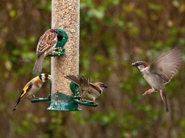 Vögel am Vogelhaus in der Luft um Futter zu bekommen.