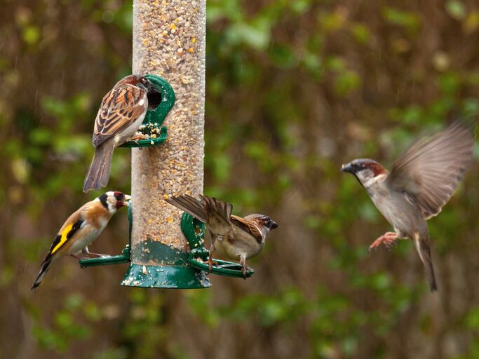 Vögel am Vogelhaus in der Luft um Futter zu bekommen.