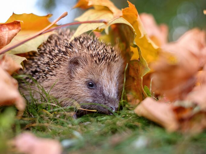 Ein Igel mit braunem Stachelkleid versteckt sich zwischen bunten Herbstblättern auf einer grünen Wiese.