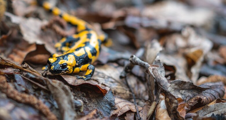 Ein Feuersalamander mit leuchtend gelbem Muster bewegt sich langsam über nasses Laub im herbstlichen Wald.