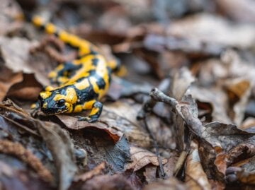 Ein Feuersalamander mit leuchtend gelbem Muster bewegt sich langsam über nasses Laub im herbstlichen Wald.