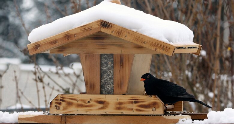 Amsel in einem Vogelhaus aus Holz-