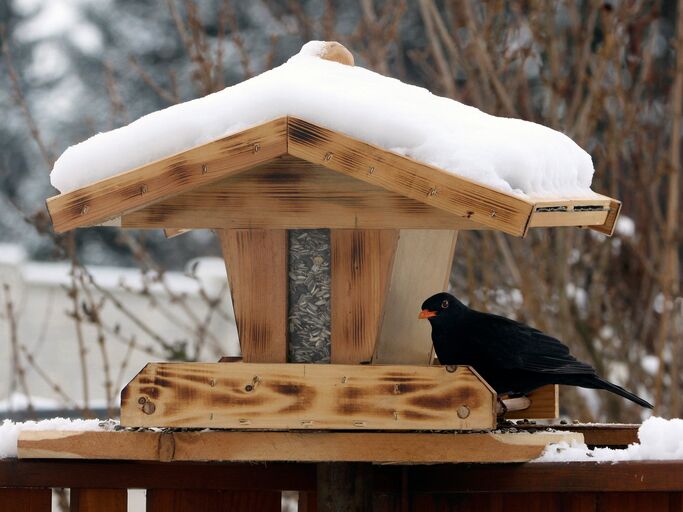 Amsel in einem Vogelhaus aus Holz-