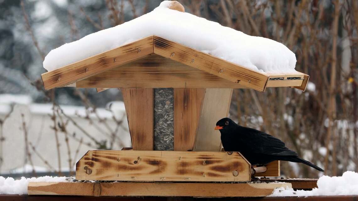 Amsel in einem Vogelhaus aus Holz-