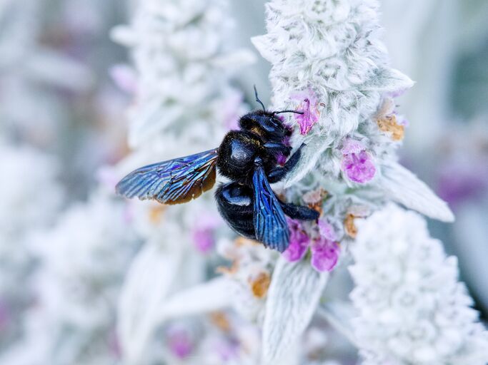 Schwarze Holzbiene mit blau schimmernden Flügeln saugt Nektar an flauschiger, weiß-violetter Blüte in verschwommenem Hintergrund.