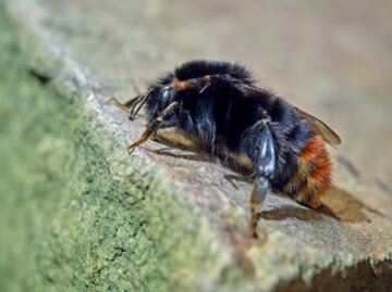 Eine Hummel mit orangefarbenem Hinterleib sitzt auf einer unregelmäßig strukturierten Steinfläche in leicht unscharfer Umgebung.