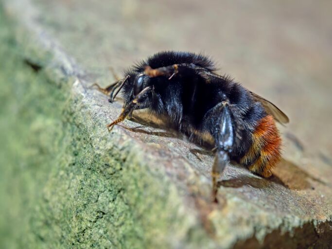 Eine Hummel mit orangefarbenem Hinterleib sitzt auf einer unregelmäßig strukturierten Steinfläche in leicht unscharfer Umgebung.