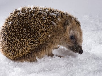 Ein kleiner brauner Igel mit feuchten Stacheln und Schneeresten bewegt sich vorsichtig durch eine Schneelandschaft.