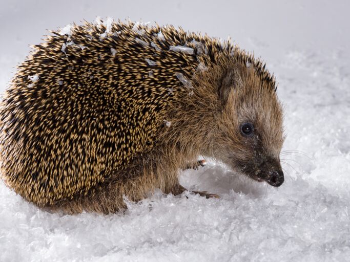 Ein kleiner brauner Igel mit feuchten Stacheln und Schneeresten bewegt sich vorsichtig durch eine Schneelandschaft.