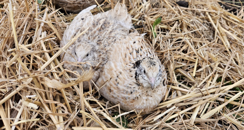 Zwei kleine, gefleckte Wachteln kuscheln sich in trockenes Stroh, ihre hellen Federn harmonieren mit der natürlichen Kulisse.