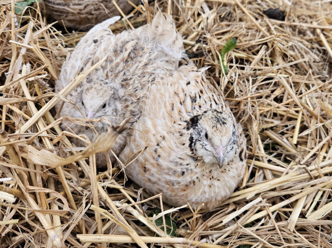 Zwei kleine, gefleckte Wachteln kuscheln sich in trockenes Stroh, ihre hellen Federn harmonieren mit der natürlichen Kulisse.