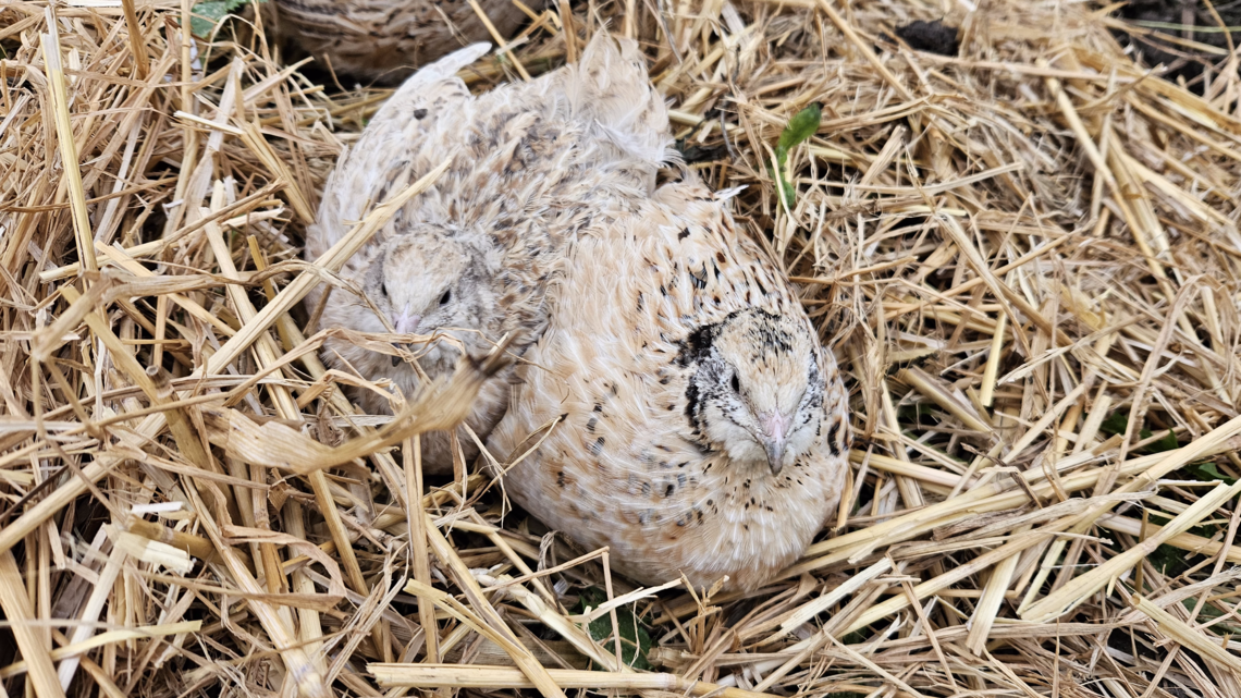 Zwei kleine, gefleckte Wachteln kuscheln sich in trockenes Stroh, ihre hellen Federn harmonieren mit der natürlichen Kulisse.