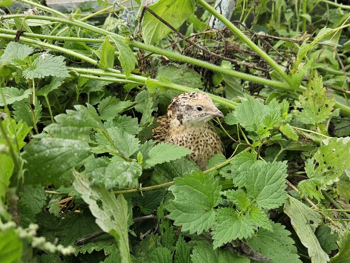 Kleine Wachtel mit hellbraunem Gefieder und schwarzen Flecken blickt wachsam aus einem dichten Versteck aus Brennnesseln hervor. | © Mattias Nemeth