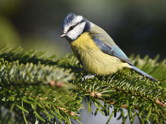 Nahaufnahme einer Blaumeise mit weißen Wangen, die auf einem Nadelzweig ruht, vor unscharfem, grünem Hintergrund.