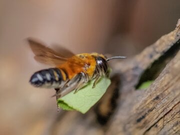 Eine Blattschneiderbiene schwebt mit gefalteten Flügeln und einem grünen Blattstück vor einem rauen Ast in natürlicher Umgebung.