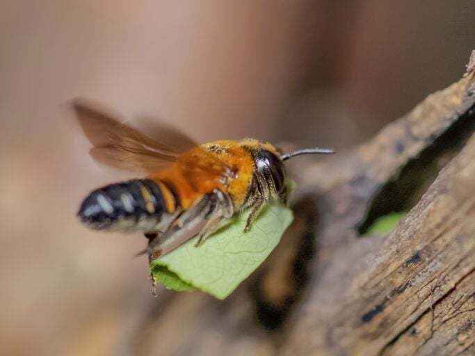 Eine Blattschneiderbiene schwebt mit gefalteten Flügeln und einem grünen Blattstück vor einem rauen Ast in natürlicher Umgebung.