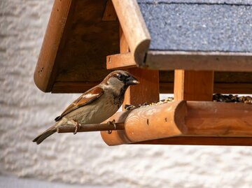 Vogelhaus mit Schnee und einem Spatz.