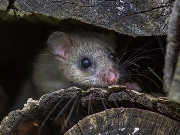 Ein scheuer Siebenschläfer mit samtigem Fell versteckt sich in einem dunklen Holzstapel und beobachtet aufmerksam die Umgebung.