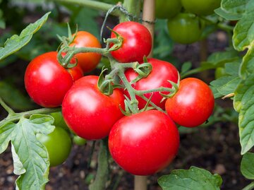 Üppige Tomaten an Strauch als Symbolbild für das Thema "Tomaten mit altem Brot düngen"