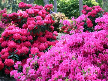 Rhododendron Büsche in Pink und Purpur als Symbolbild für das Thema "Rhododendron düngen"